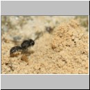 Lindenius albilabris - Grabwespe w001a 6mm - OS-Wallenhorst-Sandgrube-det.jpg